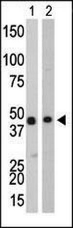 Creatine Kinase BB Antibody in Western Blot (WB)