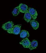 PGK1 Antibody in Immunocytochemistry (ICC/IF)