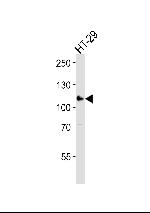 ERN2 Antibody in Western Blot (WB)