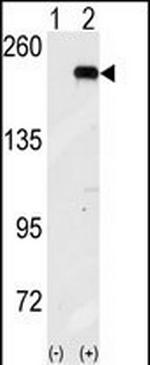 GCN2 Antibody in Western Blot (WB)