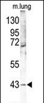 p38 MAPK gamma Antibody in Western Blot (WB)