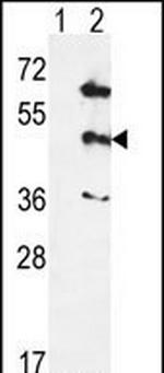 p38 MAPK gamma Antibody in Western Blot (WB)