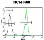 LKB1 Antibody in Flow Cytometry (Flow)