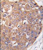 PLK2 Antibody in Immunohistochemistry (Paraffin) (IHC (P))