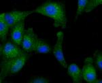 NSUN4 Antibody in Immunocytochemistry (ICC/IF)