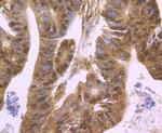 HDAC2 Antibody in Immunohistochemistry (Paraffin) (IHC (P))