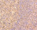 HDAC2 Antibody in Immunohistochemistry (Paraffin) (IHC (P))