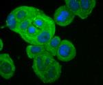 FPR1 Antibody in Immunocytochemistry (ICC/IF)