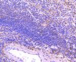 FPR1 Antibody in Immunohistochemistry (Paraffin) (IHC (P))