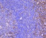 FPR1 Antibody in Immunohistochemistry (Paraffin) (IHC (P))