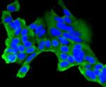 CLOCK Antibody in Immunocytochemistry (ICC/IF)