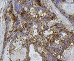 CLOCK Antibody in Immunohistochemistry (Paraffin) (IHC (P))