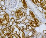 CLOCK Antibody in Immunohistochemistry (Paraffin) (IHC (P))