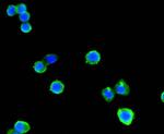 Beclin 1 Antibody in Immunocytochemistry (ICC/IF)