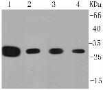 Prohibitin Antibody in Western Blot (WB)