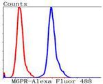 IGF2R Antibody in Flow Cytometry (Flow)