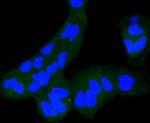 IGF2R Antibody in Immunocytochemistry (ICC/IF)