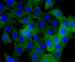 HSP90 alpha Antibody in Immunocytochemistry (ICC/IF)