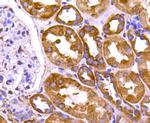 HSP90 alpha Antibody in Immunohistochemistry (Paraffin) (IHC (P))