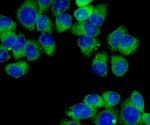 MCL-1 Antibody in Immunocytochemistry (ICC/IF)