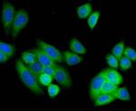 SMAD3 Antibody in Immunocytochemistry (ICC/IF)