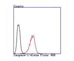 Caspase 1 Antibody in Flow Cytometry (Flow)