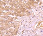 Caspase 1 Antibody in Immunohistochemistry (Paraffin) (IHC (P))