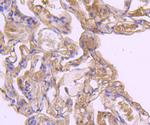 Caspase 1 Antibody in Immunohistochemistry (Paraffin) (IHC (P))