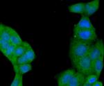 Beclin 1 Antibody in Immunocytochemistry (ICC/IF)