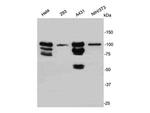 STAT1 Antibody in Western Blot (WB)