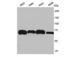 Ku70 Antibody in Western Blot (WB)