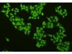 CREB Antibody in Immunocytochemistry (ICC/IF)