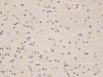 CREB Antibody in Immunohistochemistry (Paraffin) (IHC (P))