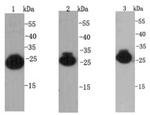 HMGB1 Antibody in Western Blot (WB)