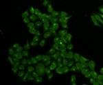 BCL-X Antibody in Immunocytochemistry (ICC/IF)