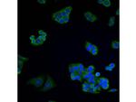 VDAC Antibody in Immunocytochemistry (ICC/IF)