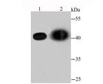 beta Actin Antibody in Western Blot (WB)