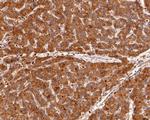 Sigma-1 Receptor Antibody in Immunohistochemistry (Paraffin) (IHC (P))