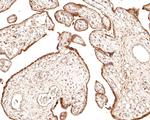 Sigma-1 Receptor Antibody in Immunohistochemistry (Paraffin) (IHC (P))