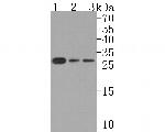 Sigma-1 Receptor Antibody in Western Blot (WB)