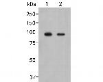 SLC15A1 Antibody in Western Blot (WB)