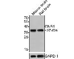 GNB1 Antibody in Western Blot (WB)