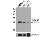 RRAS2 Antibody in Western Blot (WB)