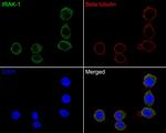 IRAK1 Antibody in Immunocytochemistry (ICC/IF)