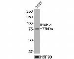 IRAK1 Antibody in Western Blot (WB)