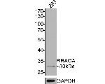 RRAGA Antibody in Western Blot (WB)