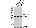 RRAGA Antibody in Western Blot (WB)