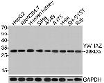 14-3-3 zeta Antibody in Western Blot (WB)