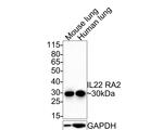 IL22RA2 Antibody in Western Blot (WB)