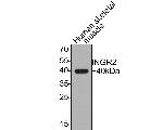 IFNGR2 Antibody in Western Blot (WB)